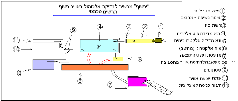 ינשוף תרשים סכמטי מקרא